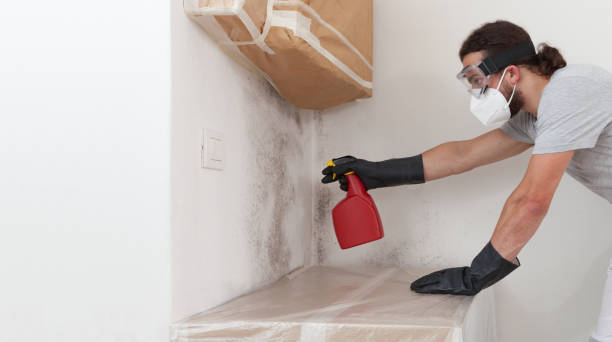 Professional Basement Mold Remediation technician working in Middleville, MI