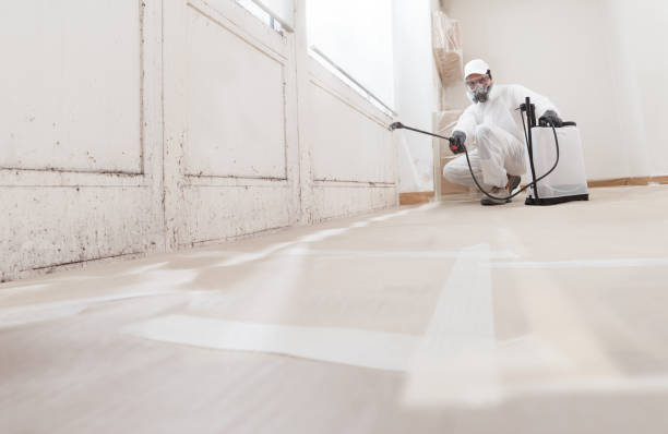 24/7 Emergency Basement Mold Remediation experts in Middleville, MI