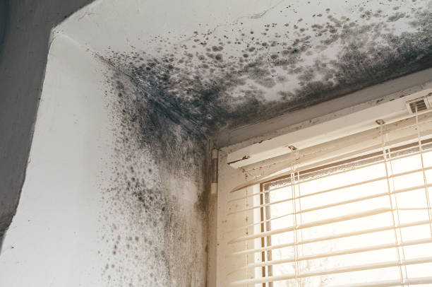 Affordable Basement Mold Remediation solutions in Middleville, MI